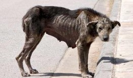 爆料救助流浪狗视频大全,流浪狗救助视频大盘点