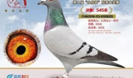 鸽子爆料打架视频大全最新,最新打架视频大全盘点