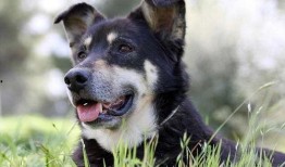 爆料救助流浪狗视频大全,流浪狗救助视频大盘点