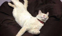 吃鸡皮肤爆料最新猫教官,吃鸡战场新宠，神秘皮肤首曝引期待