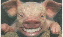 猪哥哥天天爆料视频大全,揭秘娱乐圈幕后真相