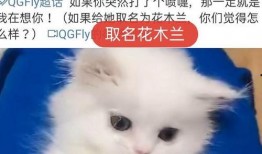 爆料猫咪收养视频在线观看,温馨视频带你见证爱的传递