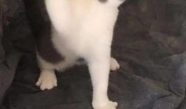 爆料猫咪收养视频在线观看,温馨视频带你见证爱的传递