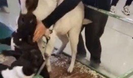 小羊男友爆料视频下载,揭秘背后惊人真相