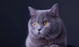 吃鸡皮肤爆料最新猫教官,吃鸡战场新宠，神秘皮肤首曝引期待