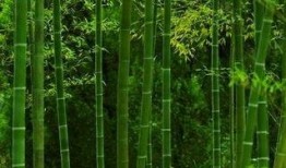 绿竹皮肤爆料视频下载