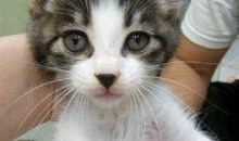 爆料猫咪收养视频在线观看,温馨视频带你见证爱的传递