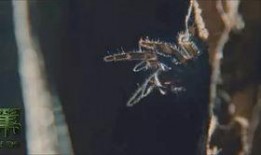 蜘蛛大盗 在线观看