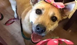 晚安姐姐紫狗技能爆料视频,全新互动玩法来袭！