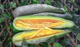 内蒙古网红吃瓜视频,揭秘草原上的“瓜界风云”