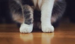 吃鸡皮肤爆料最新猫教官,吃鸡战场新宠，神秘皮肤首曝引期待