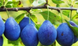 西梅加工爆料视频