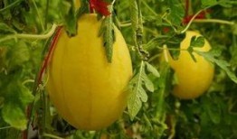 免费的吃瓜群在哪里找到,轻松加入畅享娱乐资讯的秘籍