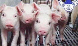 猪哥哥天天爆料视频大全,揭秘娱乐圈幕后真相