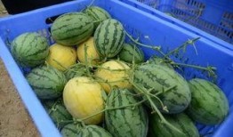 免费的吃瓜群在哪里找到,轻松加入畅享娱乐资讯的秘籍