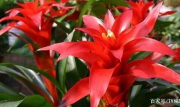 鸿运当头在线观看,在线观看，开启你的幸运之旅