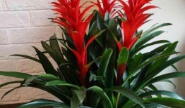 鸿运当头在线观看,在线观看，开启你的幸运之旅