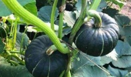 吃瓜各网红比谁的大,网红们比拼身材，究竟谁才是‘瓜王？”