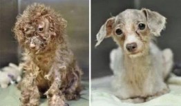 爆料救助流浪狗视频大全,流浪狗救助视频大盘点